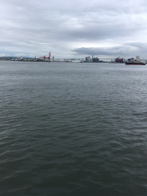 コスモでジグサビキ