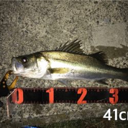 活性高い シーバス