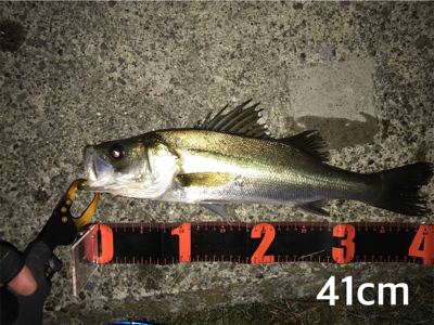 活性高い シーバス