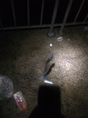 まだまだ小さい