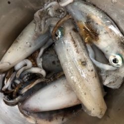 アオリイカ、今年も無事開幕！