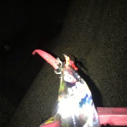 気まぐれタチ！