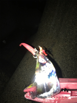 気まぐれタチ！