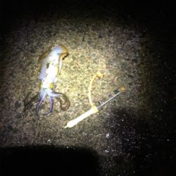 雨にも負けず釣行！