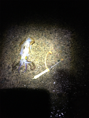 雨にも負けず釣行！