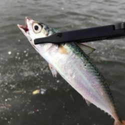 オカズ確保指令（笑）