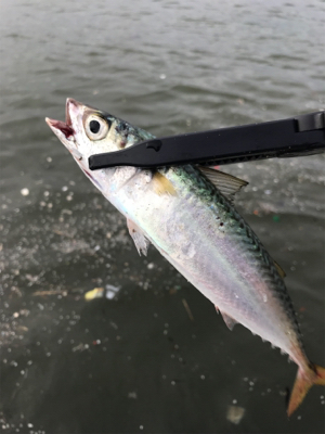 オカズ確保指令（笑）