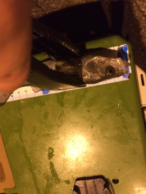 久々のポイント