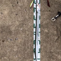 秋田港にてヒラメ50cmゲット