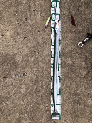 秋田港にてヒラメ50cmゲット