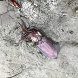 雨でしたが、本場はやはり違いますね。