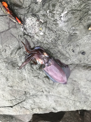 雨でしたが、本場はやはり違いますね。