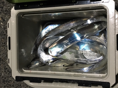 夕方雨が止んでいたのでー