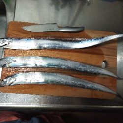 ルアーでタチウオ3GET