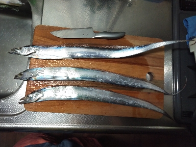 ルアーでタチウオ3GET