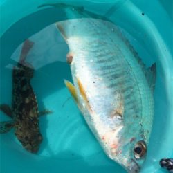 最終日御所浦釣行