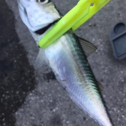 今日はサビキで。