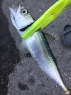 今日はサビキで。