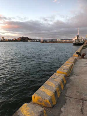 昼から4時間 サヨリ釣り