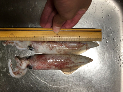 ソコソコサイズのケンサキ