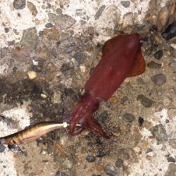 明日の晩ごはん