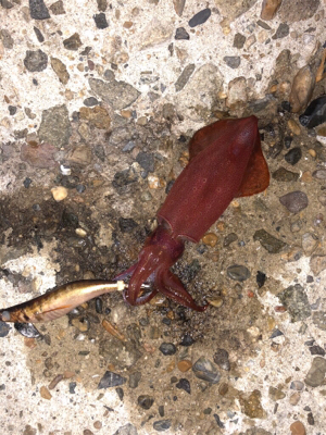 明日の晩ごはん