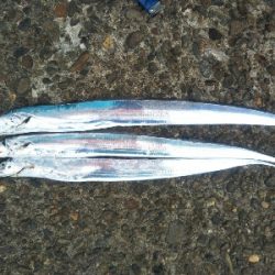 辰巳でシーバスとタチウオ