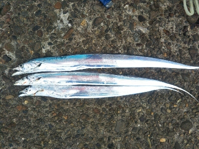 辰巳でシーバスとタチウオ