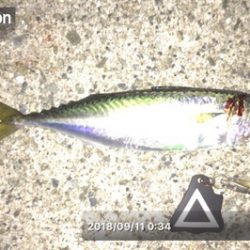 (‘-‘ 鯵)з(‘-‘ 鯖)з