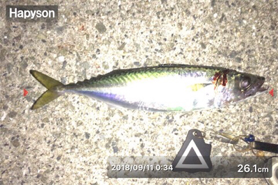 (‘-‘ 鯵)з(‘-‘ 鯖)з