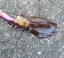 串本大島でデイエギング