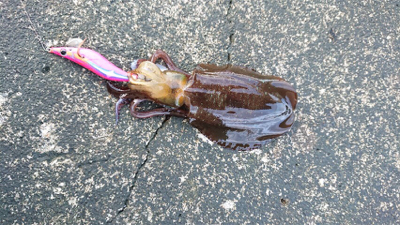 串本大島でデイエギング