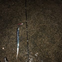 タチウオベルトサイズ