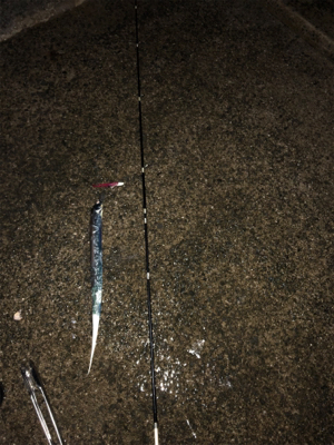 タチウオベルトサイズ