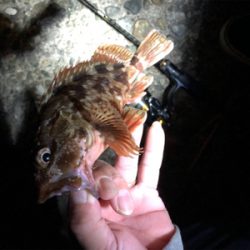 高砂ガシリング