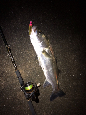 シーバススーパーボイル！