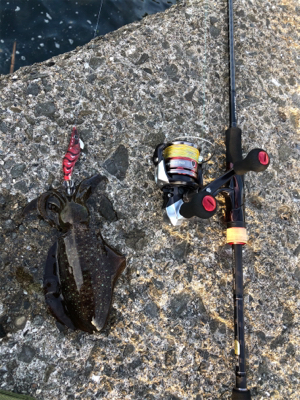 アオリイカ調査