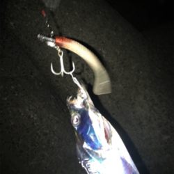 とうとうホームにも、やってきた！