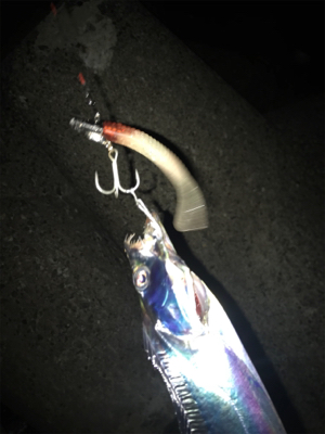 とうとうホームにも、やってきた！