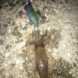 剣先イカナイトゲーム♪