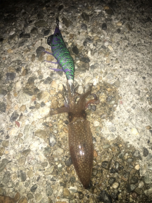 剣先イカナイトゲーム♪