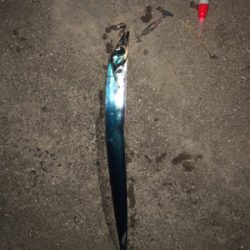 アオリを求めて(和歌山由良編)