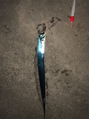 アオリを求めて(和歌山由良編)