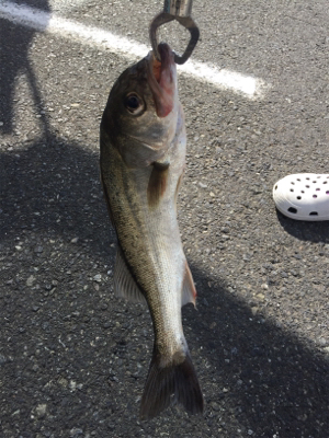 久々のシーバス