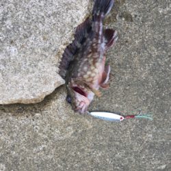 サゴ・サゴ・ガッシー