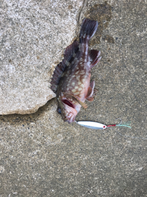 サゴ・サゴ・ガッシー