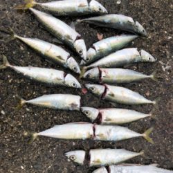 台風明けて初めての釣行