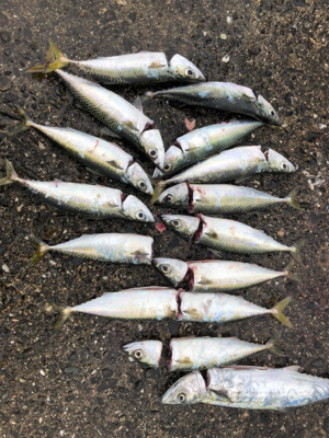 台風明けて初めての釣行