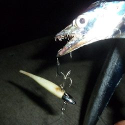 ちょっとだけタチウオ。