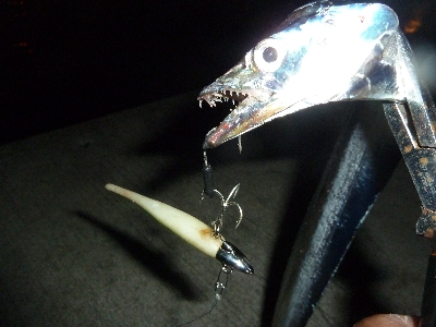 ちょっとだけタチウオ。